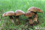 Vroeg eekhoorntjesbrood (Boletus reticulatus)