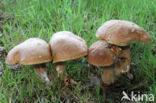 Vroeg eekhoorntjesbrood (Boletus reticulatus)