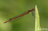 Large Red Damselfly (Pyrrhosoma nymphula)