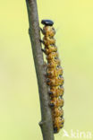 Buff-tip (Phalera bucephala)