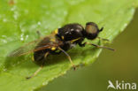 twin-spotted major (Oxycera leonina)