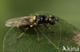 twin-spotted major (Oxycera leonina)