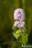 Watermint (Mentha aquatica)