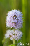 Watermunt (Mentha aquatica)