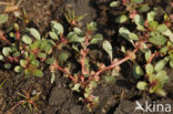 Waterpostelein (Lythrum portula)