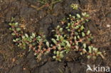 Waterpurslane (Lythrum portula)