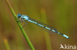 Common Blue Damselfly (Enallagma cyathigerum)