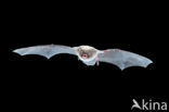 Daubenton s Bat (Myotis daubentonii)
