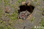 Watervleermuis (Myotis daubentonii)