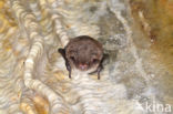 Watervleermuis (Myotis daubentonii)