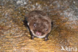 Watervleermuis (Myotis daubentonii)