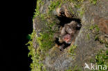 Watervleermuis (Myotis daubentonii)