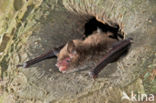 Watervleermuis (Myotis daubentonii)