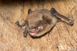 Watervleermuis (Myotis daubentonii)