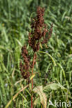 Waterdock (Rumex hydrolapathum)