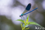 Weidebeekjuffer (Calopteryx splendens)