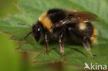 Weidehommel (Bombus pratorum)