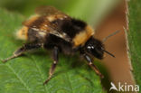 Weidehommel (Bombus pratorum)