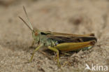 Wekkertje (Omocestus viridulus)