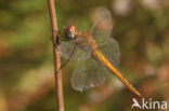 Wereldzwerver (Pantala flavescens)