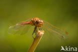 Bruinrode heidelibel (Sympetrum striolatum)