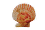 Wijde mantel (Aequipecten opercularis)