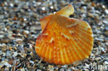 Wijde mantel (Aequipecten opercularis)