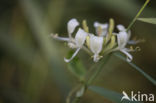 Wilde kamperfoelie (Lonicera periclymenum)