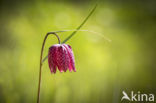 Wilde kievitsbloem (Fritillaria meleagris)