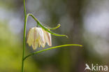 Wilde kievitsbloem (Fritillaria meleagris)