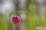 Wilde kievitsbloem (Fritillaria meleagris)