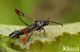 Synanthedon formicaeformis