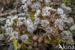 Wit hoefblad (Petasites albus)