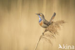 Witgesterde blauwborst