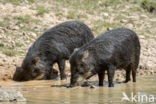 White-lipped peccary (Tayassu pecari)