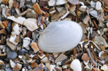 White Furrow-shell (Abra alba)