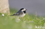 White Wagtail (Motacilla alba)