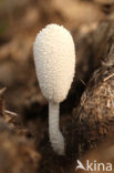 Witte mestinktzwam (Coprinus niveus)