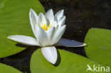 Witte waterlelie (Nymphaea alba)