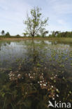 Witte waterranonkel (Ranunculus ololeucos)