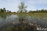 Witte waterranonkel (Ranunculus ololeucos)