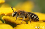 Wormkruidbij (Colletes daviesanus)