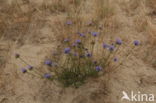 Sheep s-bit (Jasione montana)