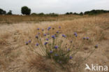 Sheep s-bit (Jasione montana)