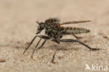 dune robberfly (Philonicus albiceps)