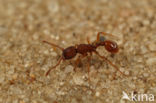 Zandsteekmier (Myrmica sabuleti)