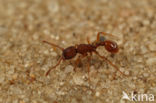 Myrmica sabuleti