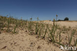 Sand Sedge (Carex arenaria)