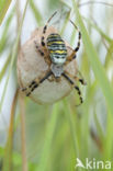 wasp spider (Argiope bruennichi)