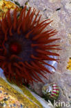 Beadlet anemone (Actinia equina)